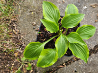 /album/fotogalerie-nabidka/hosta-paradise-sunset-20260517-170110-jpg/